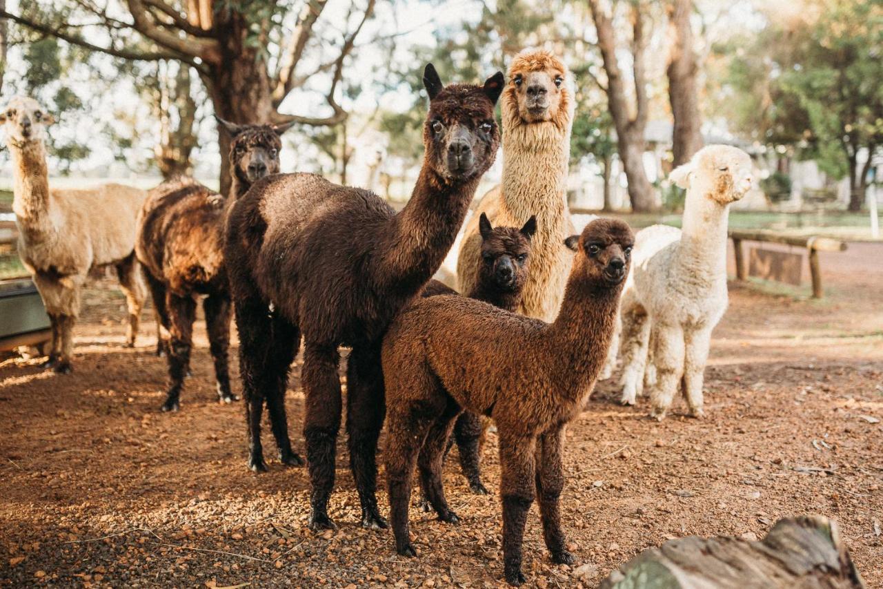 Margaret River Holiday Cottages מראה חיצוני תמונה