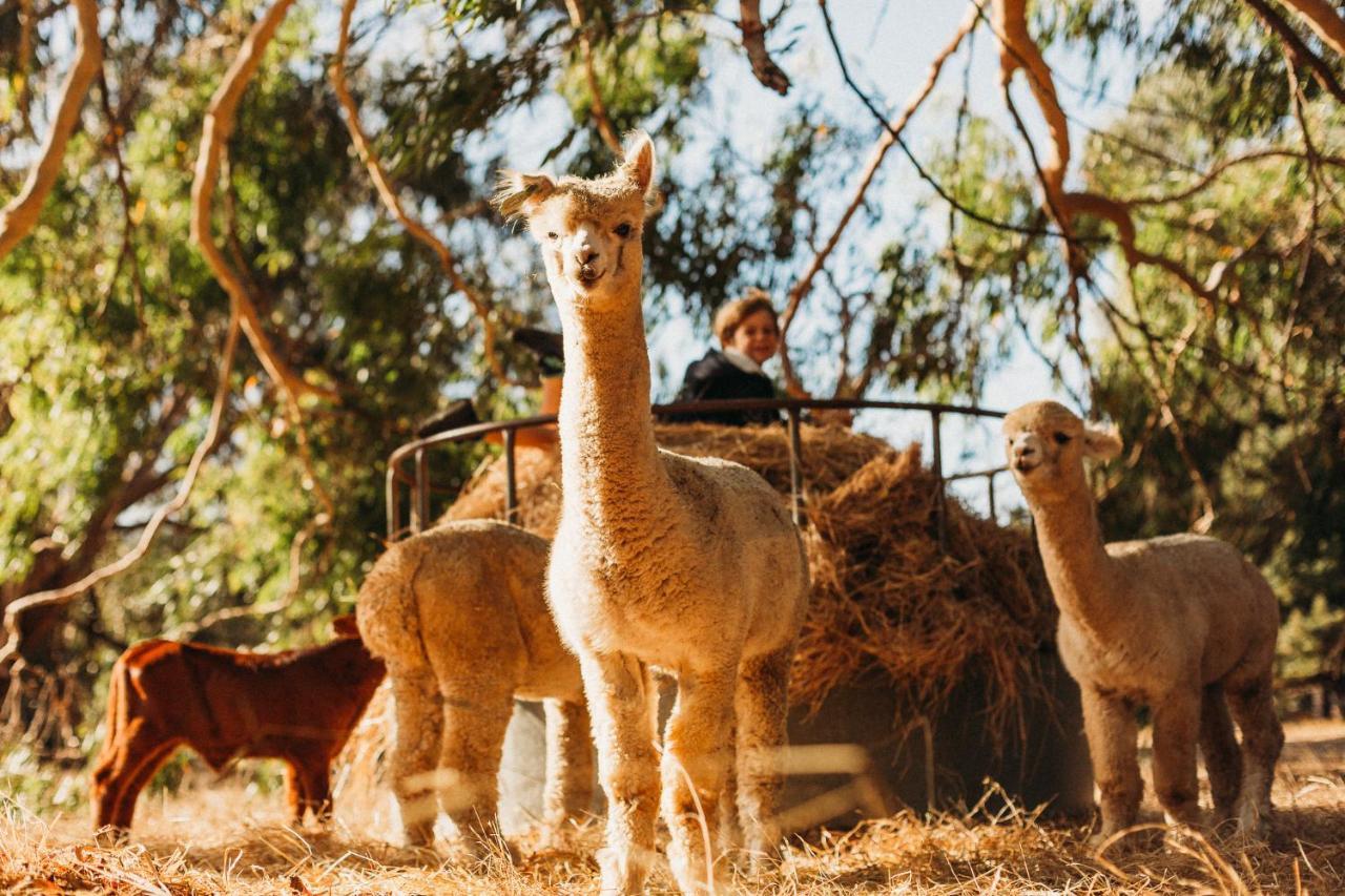Margaret River Holiday Cottages מראה חיצוני תמונה