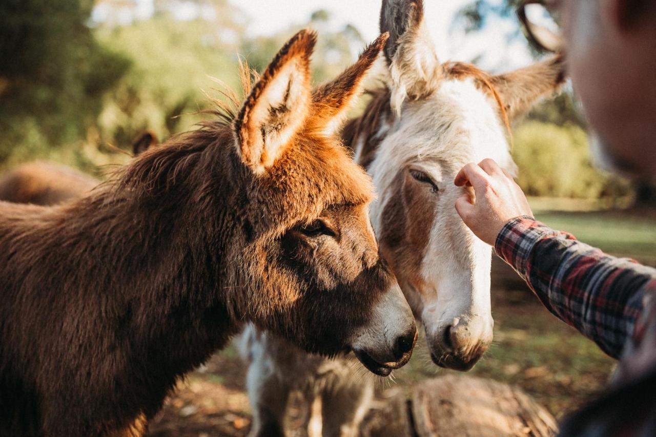 Margaret River Holiday Cottages מראה חיצוני תמונה