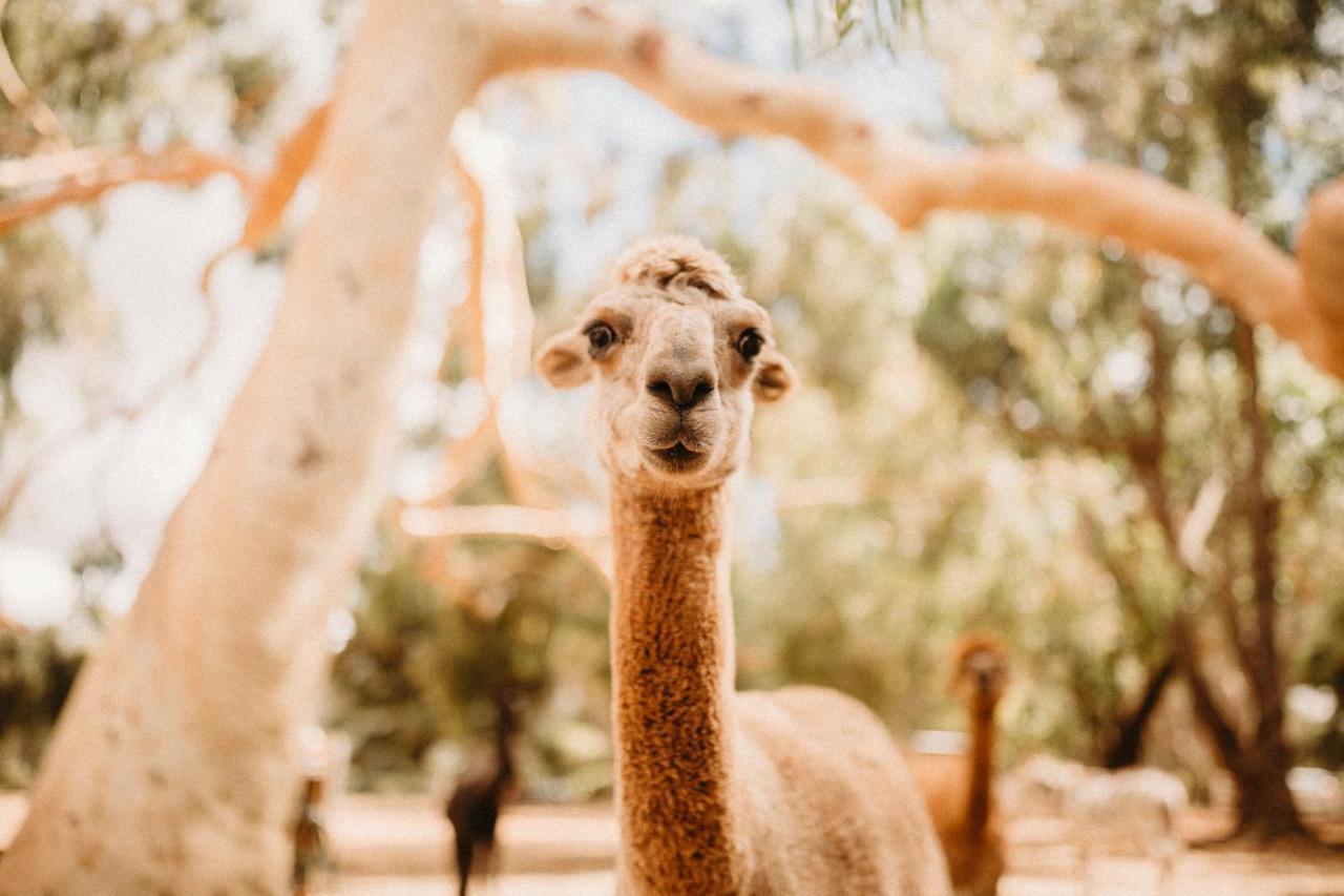 Margaret River Holiday Cottages מראה חיצוני תמונה