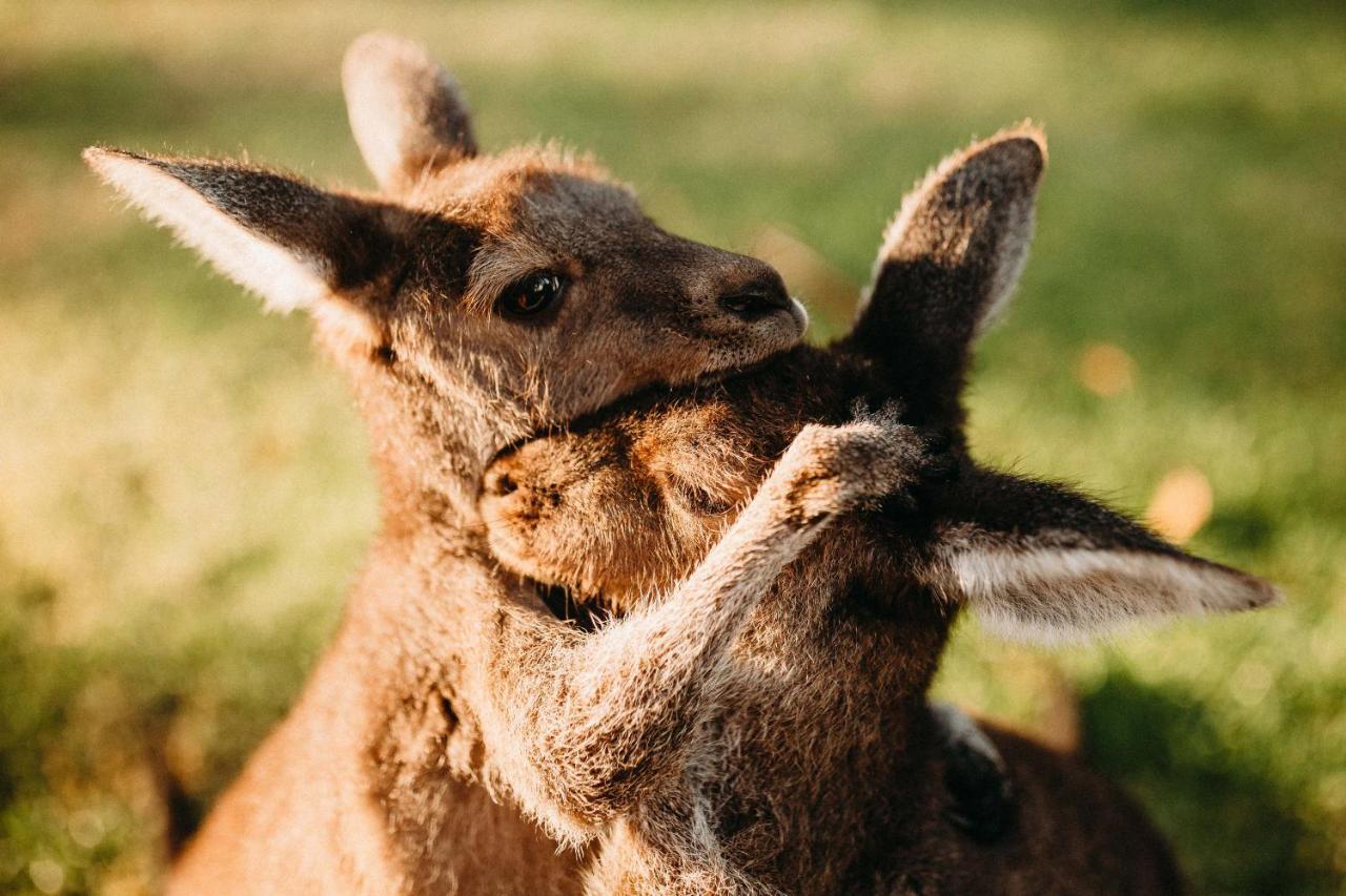 Margaret River Holiday Cottages מראה חיצוני תמונה